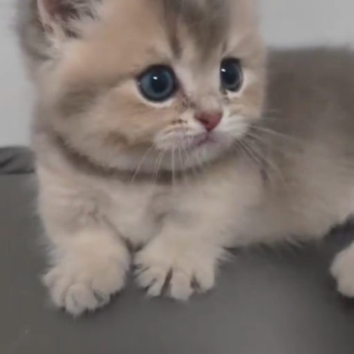 Frame from the TikTok this coin came from